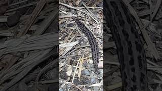 Limax maximus  Biggest slug  Limace Leopard nature [upl. by Gonzales]