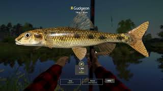 Russian Fishing 4 Winding Rivulet Gudgeon Trophy Float Fishing Tele Weekly Record [upl. by Denyse]