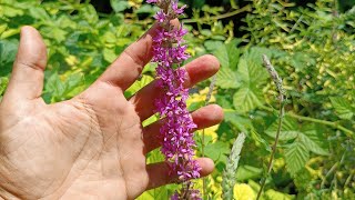 SALICARIA O SALCERELLA  Lythrum salicaria L Lythraceae [upl. by Ashil]