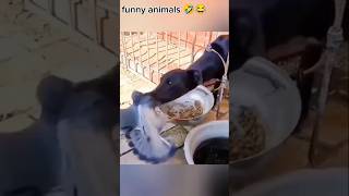 funniest cat youtubeshorts short catfunnyanimals [upl. by Theresa]