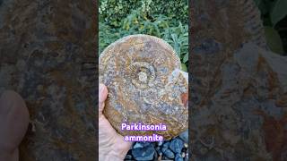 Parkinsonia ammonite fossil from the bajocian exposures at burton bradstock dorset jurassic coast [upl. by Revert]