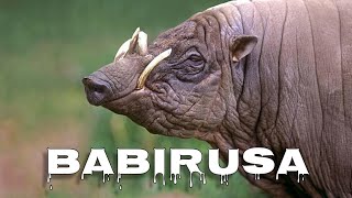 Babirusa sound [upl. by Araccot467]