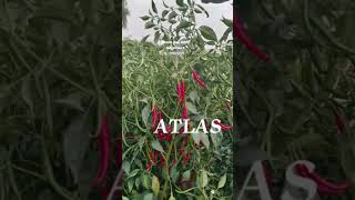 Agroisia seeds Atlas [upl. by Lukin]