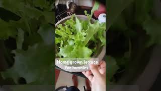 Homegrown lettuce for my rabbit 😊 [upl. by Vel]