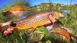 SLAYING BIG BROOK amp TIGER TROUT at a MOUNTAIN LAKE Fly Fishing [upl. by Gurtner860]