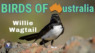 The Australian Bird That Wags Its Tail  Meet The Willie Wagtail [upl. by Orva16]