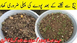 First Organic Fertilizer For New Plants after Saedling NewPlant Organicfertilizers [upl. by Verger767]