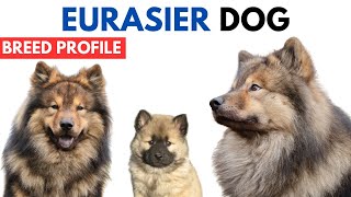 Eurasier Dog Breed Profile History  Price  Traits  Eurasier Grooming Needs  Lifespan [upl. by Ailla]