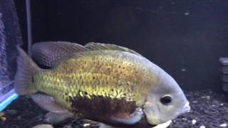 Pearsei  Pantano Cichlid Cichlasoma pearsei [upl. by Artkele]