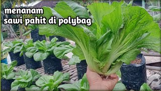 menanam sawi pahit di polybag [upl. by Nosnej]