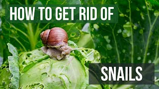 How to Get Rid of Snails 4 Easy Steps [upl. by Sollars597]