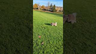 Havanese dog Coco Sunday morning romp [upl. by Nicol]