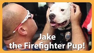 Rescue Dog Jake Becomes A Firefighter Hero [upl. by Ylimme377]