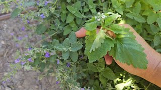 Plant of the Week Herbs How to Tell the Difference Between Catnip and Catmint [upl. by Soutor]