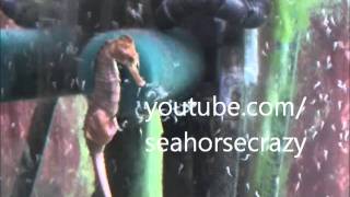 Seahorse gives birth Seahorse having babies giving birth [upl. by Orfield]