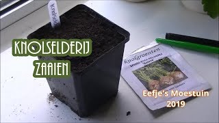 knolselderij zaaien 2019 Eefjes Moestuin [upl. by Hpesoy]