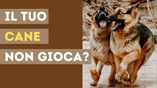 Il Tuo Cane NON gioca  Educazione Cinofila Online  Fabio Marinoni [upl. by Nodnarb]