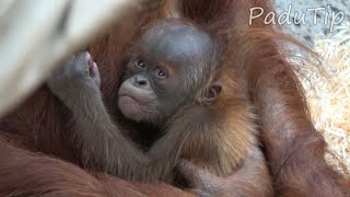 Baby Orangutan  first month of life [upl. by Allison]