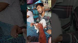 Galif Street pet market dog price update talagalif dogs [upl. by Idihsar]