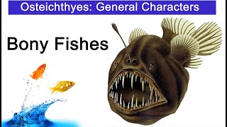 Class Osteichthyes I Bony Fishes full details in Hindi [upl. by Mossman222]