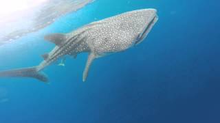 Kayakers Encounter Whale Shark Near Boca Raton [upl. by Suravat]