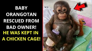 Baby orangutan rescued from bad owner He was kept in a chicken cage [upl. by Cindi410]