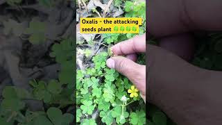 OXALISThe attacking seeds plant🍀botanybiologyflorafaunasciencesciencefactsviralvideo🍀🍀 [upl. by Lauretta986]