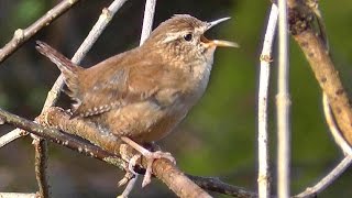 Wren Birds Singing with Amazing Slowed Down Audio  Bird Song [upl. by Godderd]