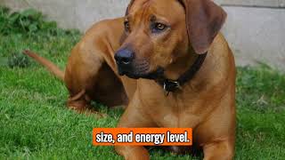 The Rhodesian Ridgeback  Top Personality Traits Characteristics and Facts [upl. by Nodnarg]