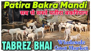 Patira Bakra Mandi Sab Se Sasti Bakriyan At TABREZ BHAI  Chamanpura Se Sasta Milega In Bhiwandi [upl. by Melisande]