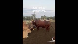 Bonsmara Bull for sale 2100 [upl. by Drazze]