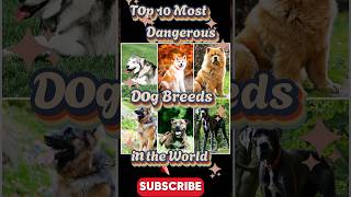 Top 10 Most Dangerous Dog Breeds in the Worldखतरनाक कुत्तों की नस्लेंshortstrendingfacts2024 [upl. by Tomi]