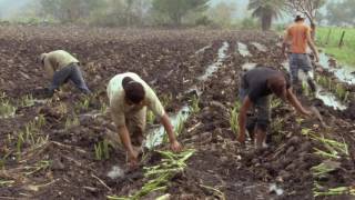 Veracruz Agropecuario  Cultivo de Malanga o Taro [upl. by Lenoyl]