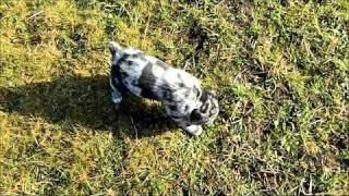 Aussiedor puppies 6 Weeks old [upl. by Shatzer]