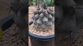 빛나는TV Copiapoa cinerea 흑왕환 [upl. by Enilrem844]