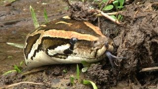 Python stalks Alligator 01  Dangerous Animals in Florida [upl. by Warfourd]