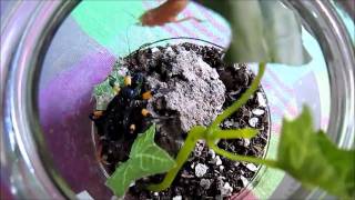 Assassin bug feeding [upl. by Eycats]