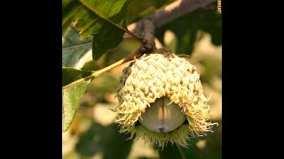 How to identify bur oak Quercus macrocarpa [upl. by Sidnee]