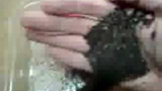 Catnip Seed Saving [upl. by Larual]