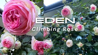 Eden Rose 85  Pierre De RonsardClimbing Rose rose garden australia nature flowers review [upl. by Illoh]