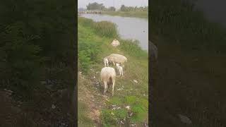 Kambing di tepiaan sungaivideoshorts [upl. by Satsok]