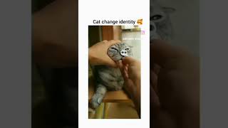 Cat turn into rabbit 🤣😂 [upl. by Libenson]