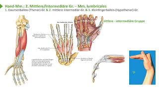 Bewegungssystem I Handmuskeln Greifarten amp Übersicht der drei Gruppen I Prof Dr med Wirth [upl. by Devine]