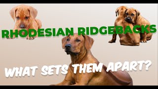 Rhodesian Ridgebacks 5 things that sets them apart [upl. by Dorcea]