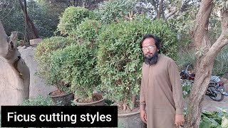 ficus plant cutting  ficus plant cutting style  gardening [upl. by Nirot]