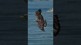 Juvenile bald eagle grabs fish and swallows it in midair eagle [upl. by Ihab]