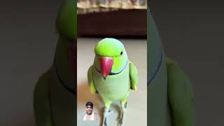 Internet Mithu 🥰😍 saying clearly ai mithua cute baby mithua youtubeshorts [upl. by Placeeda]