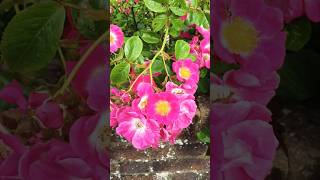 Single petel Rose plants ⚡⚡flowers nature rose garden gardening youtubeshorts viralshorts yt [upl. by Baldridge]