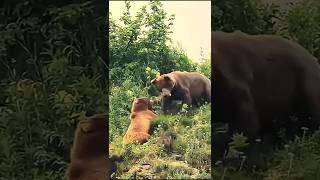 Mother Grizzly Bear Defends Her Cubs in Epic Battle [upl. by Mont499]