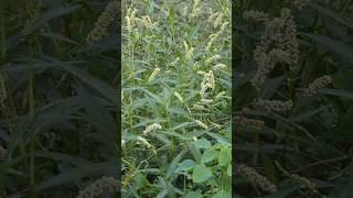 Persicaria maculosa naturephotography naturalbeauty villagephotography jungle forestlife [upl. by Buzzell31]